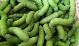 蕉麻豆,绿色营养新宠，健康生活新选择